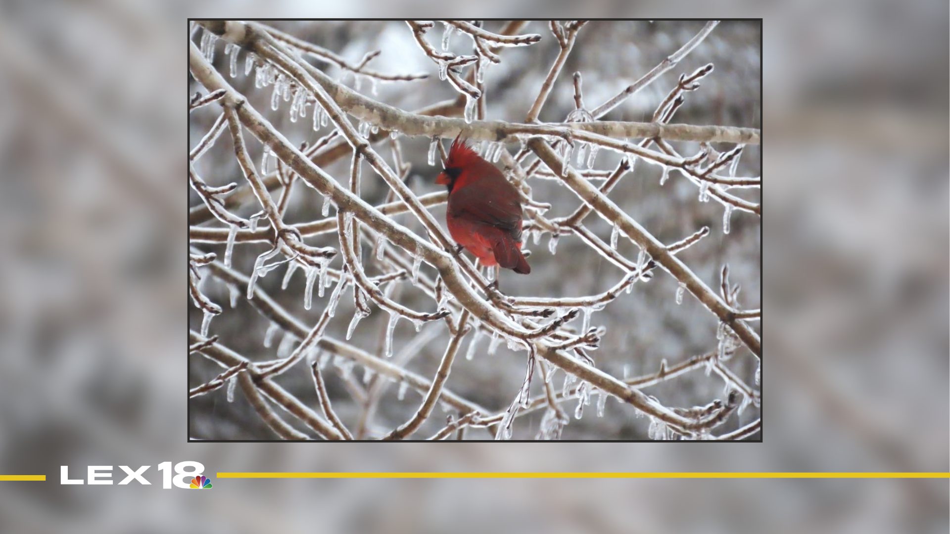 Mug Shot of the Week: Katrina Botner-Emerson