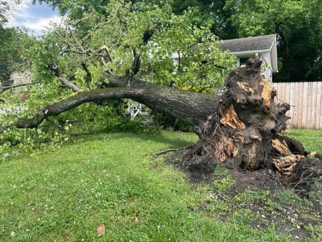 NF Wilson Road tree on home (May 16)