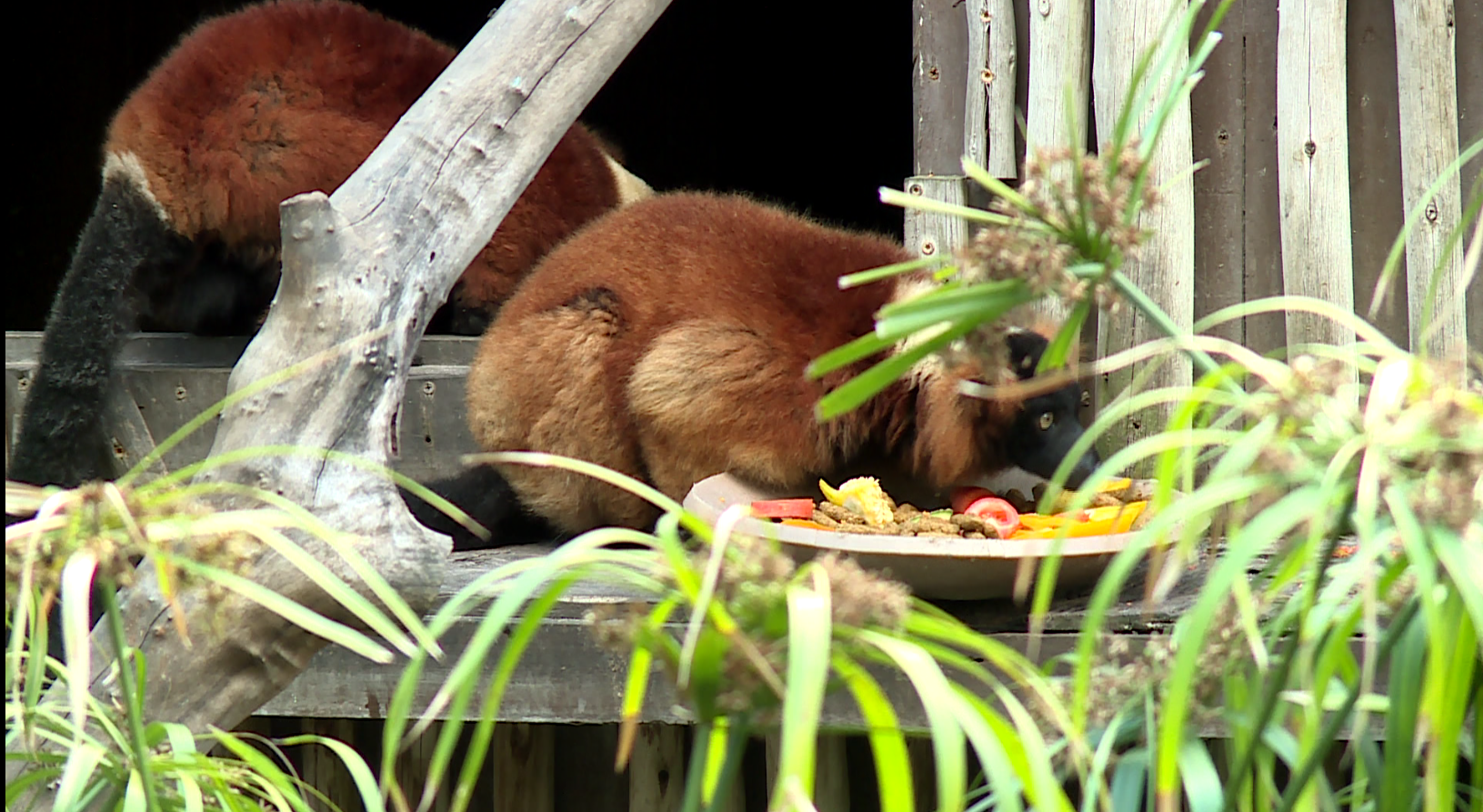 Red-ruffed lemur Palm Beach Zoo