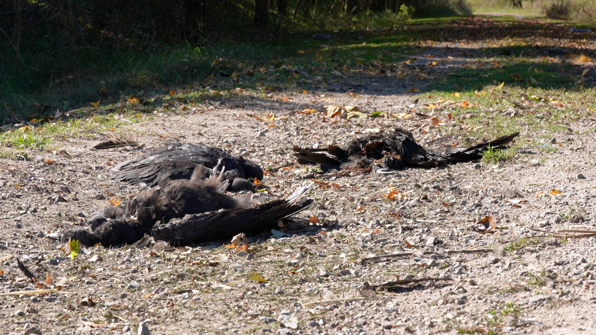 Dead Vulture Oct 2025 04.jpg