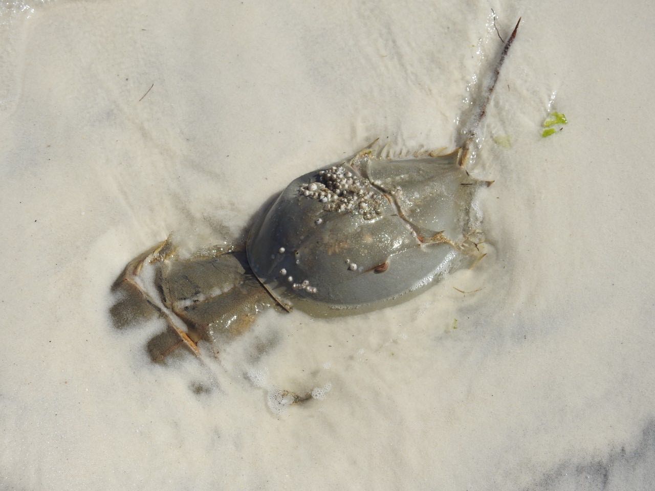 Horseshoe crab