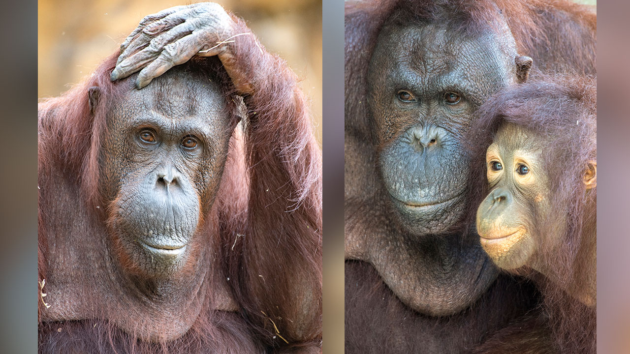 Zoo Miami orangutan named 'Kumang' dies on Sept. 23, 2021