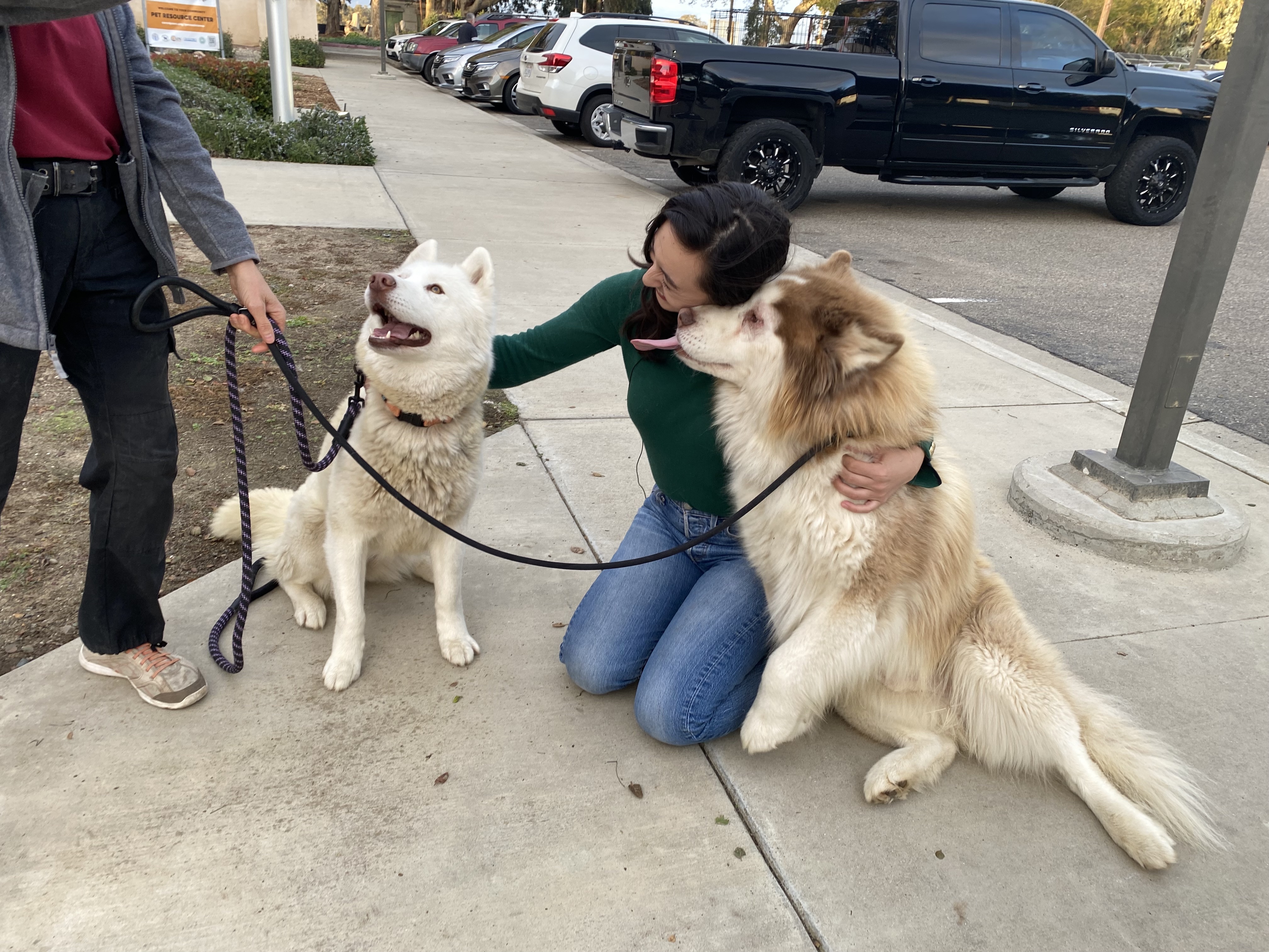 Yogi and Sandy need a home 