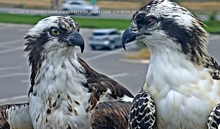 Many anticipate the arrival of Iris the osprey 