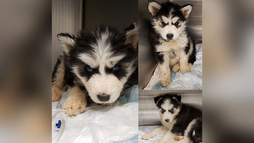 Husky puppies found living in own filth in Baltimore, donations needed.jpg