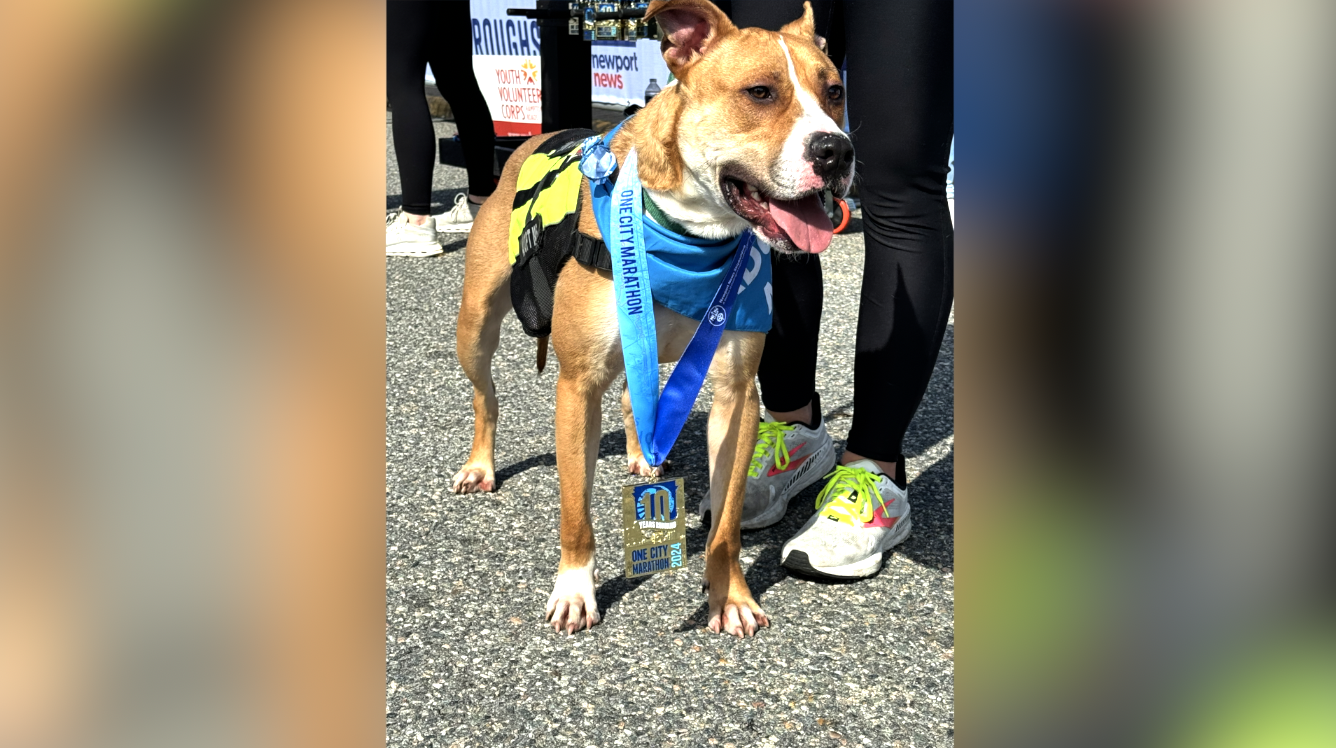 Adoptable dog Milo