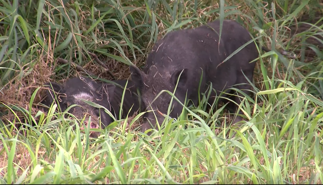 Hogs running wild in West Side neighborhood raise safety concern - Vimarsana News