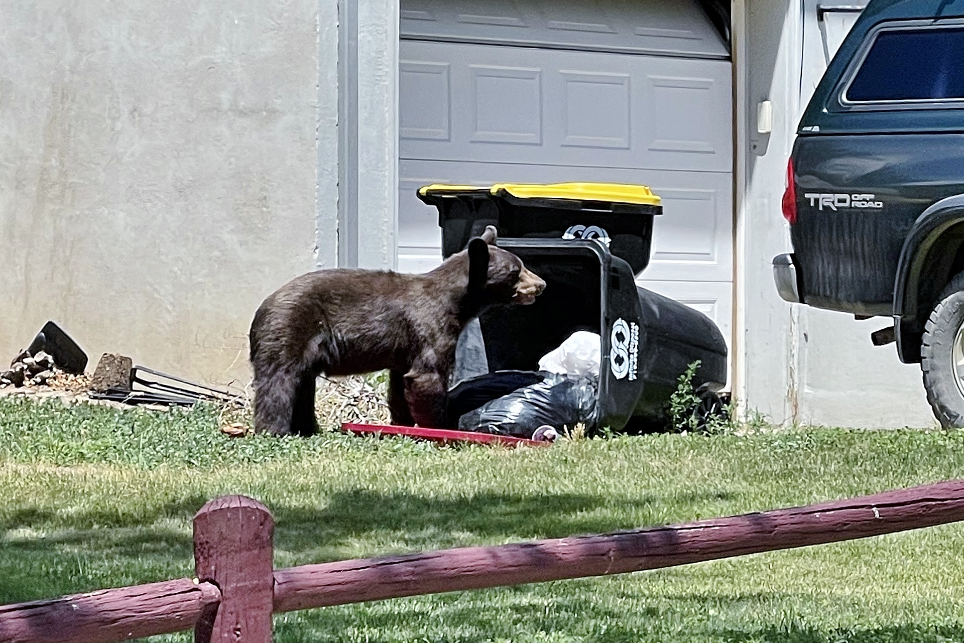 Black bear yearling