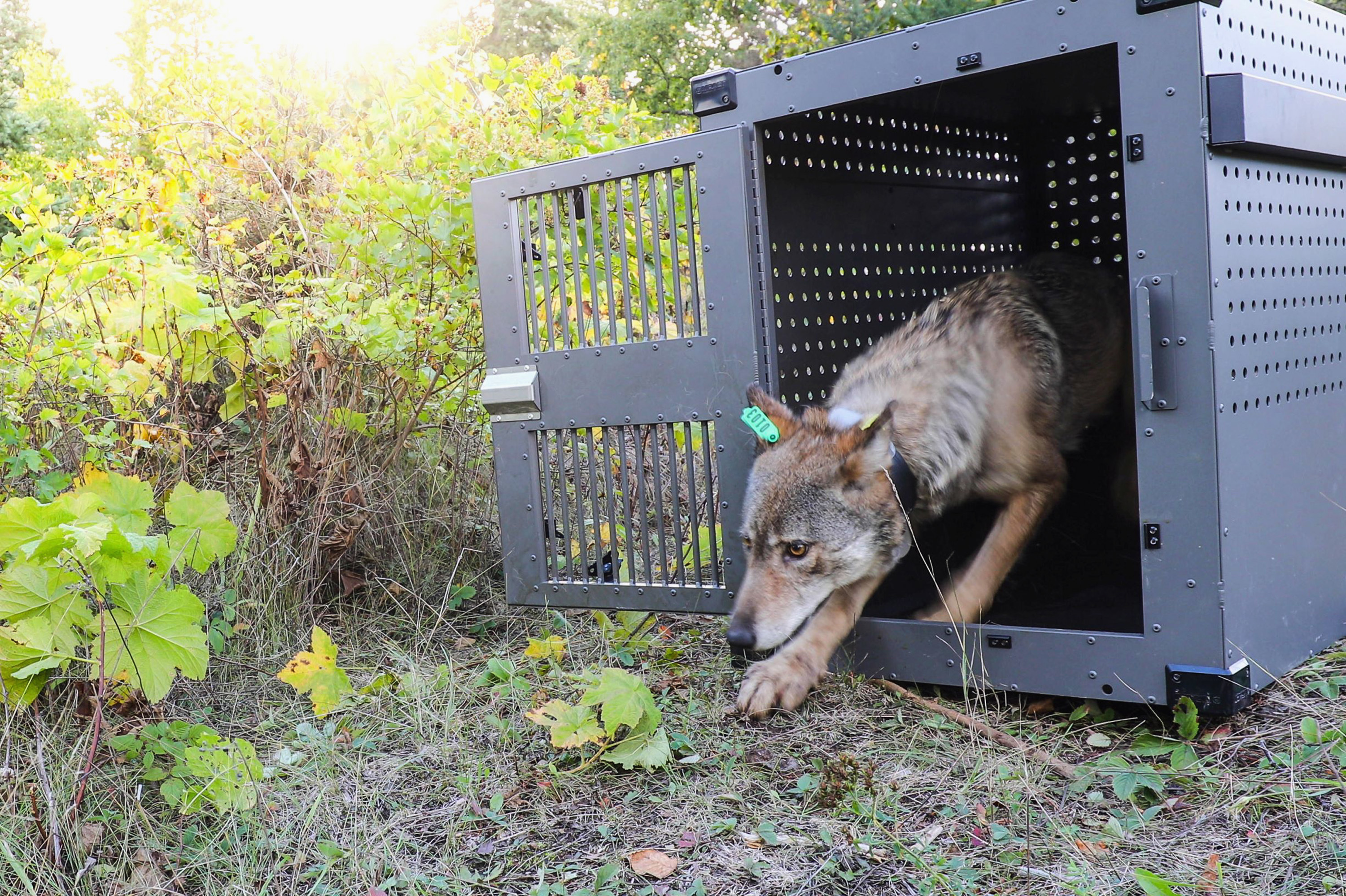 gray wolf protection