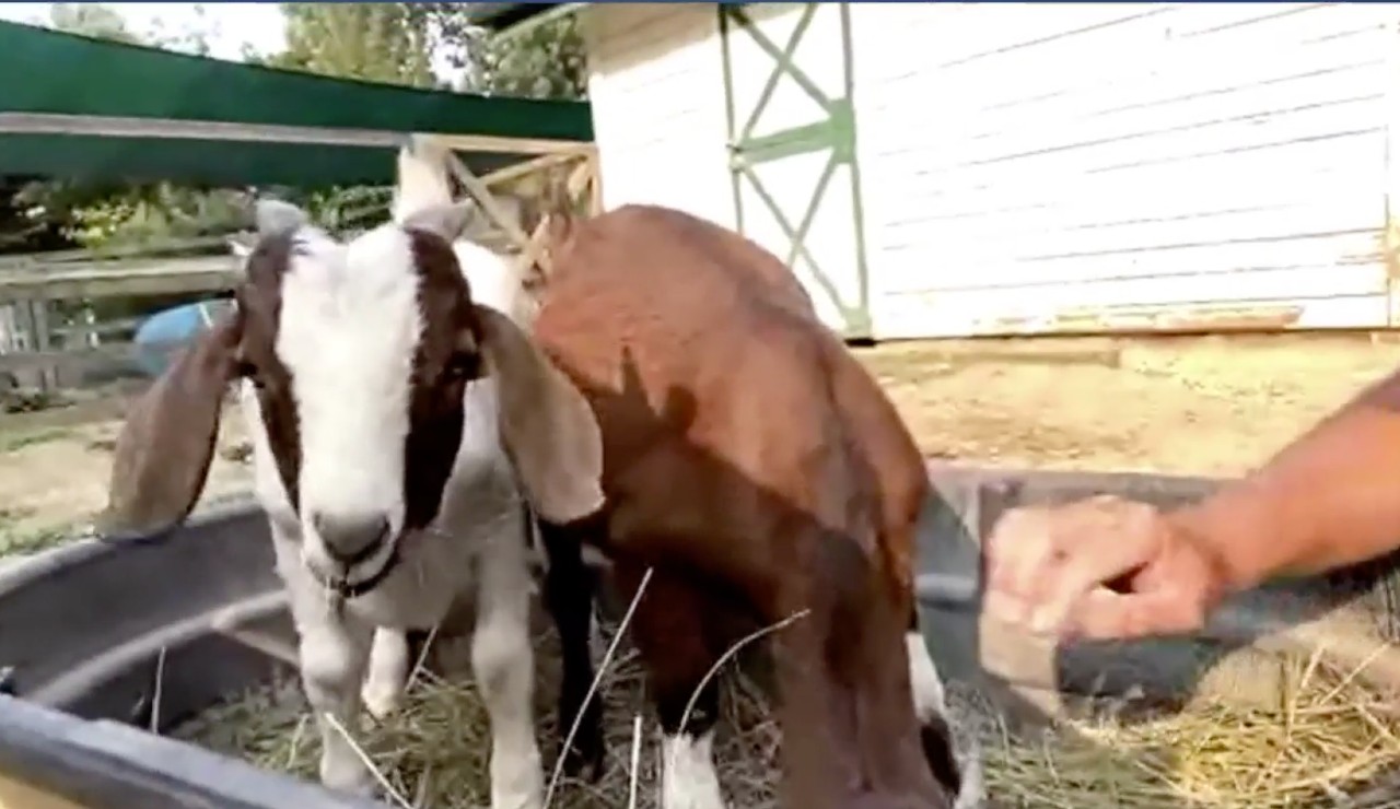 boer goats