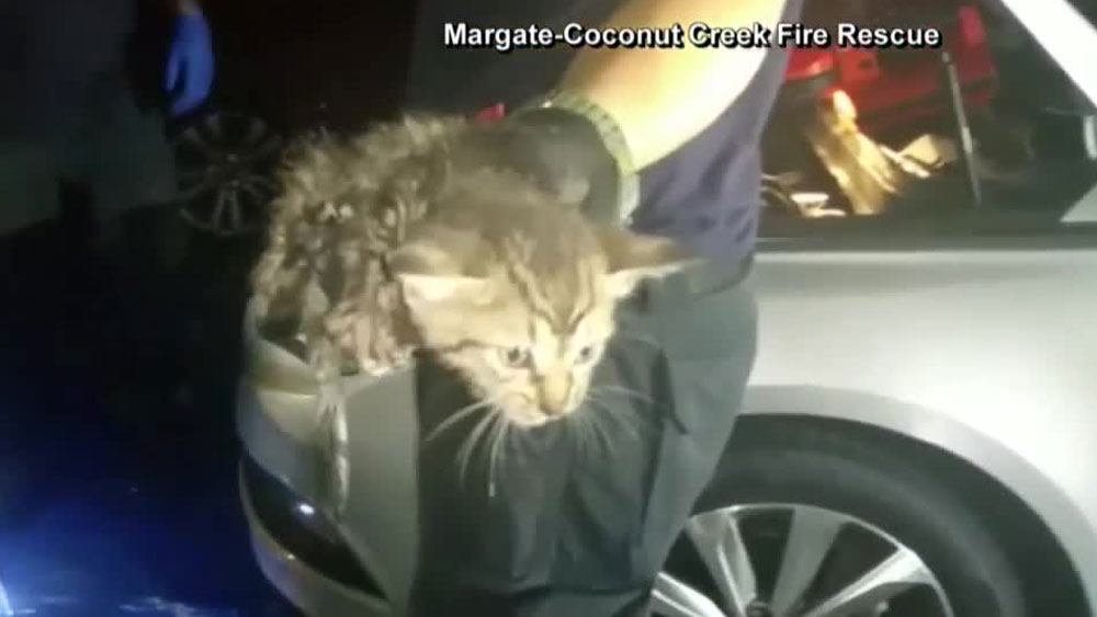 wptv-kitten-car-engine-rescue-.jpg