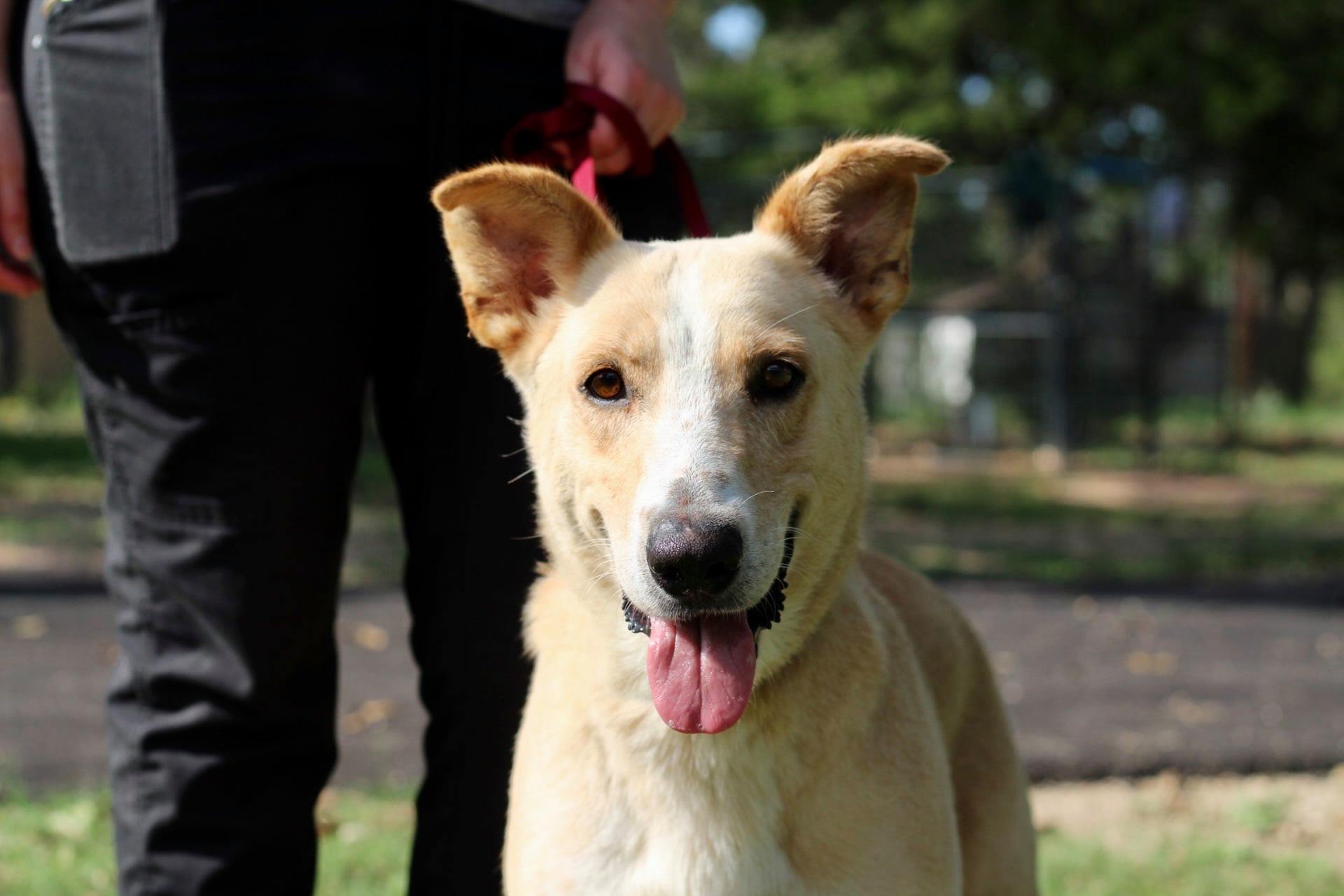 FILE: Aggieland Humane Society (Facebook)