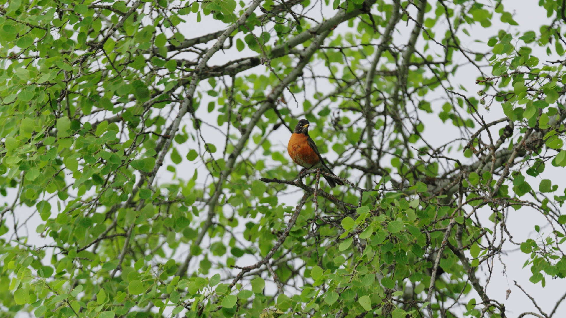 Bird 2