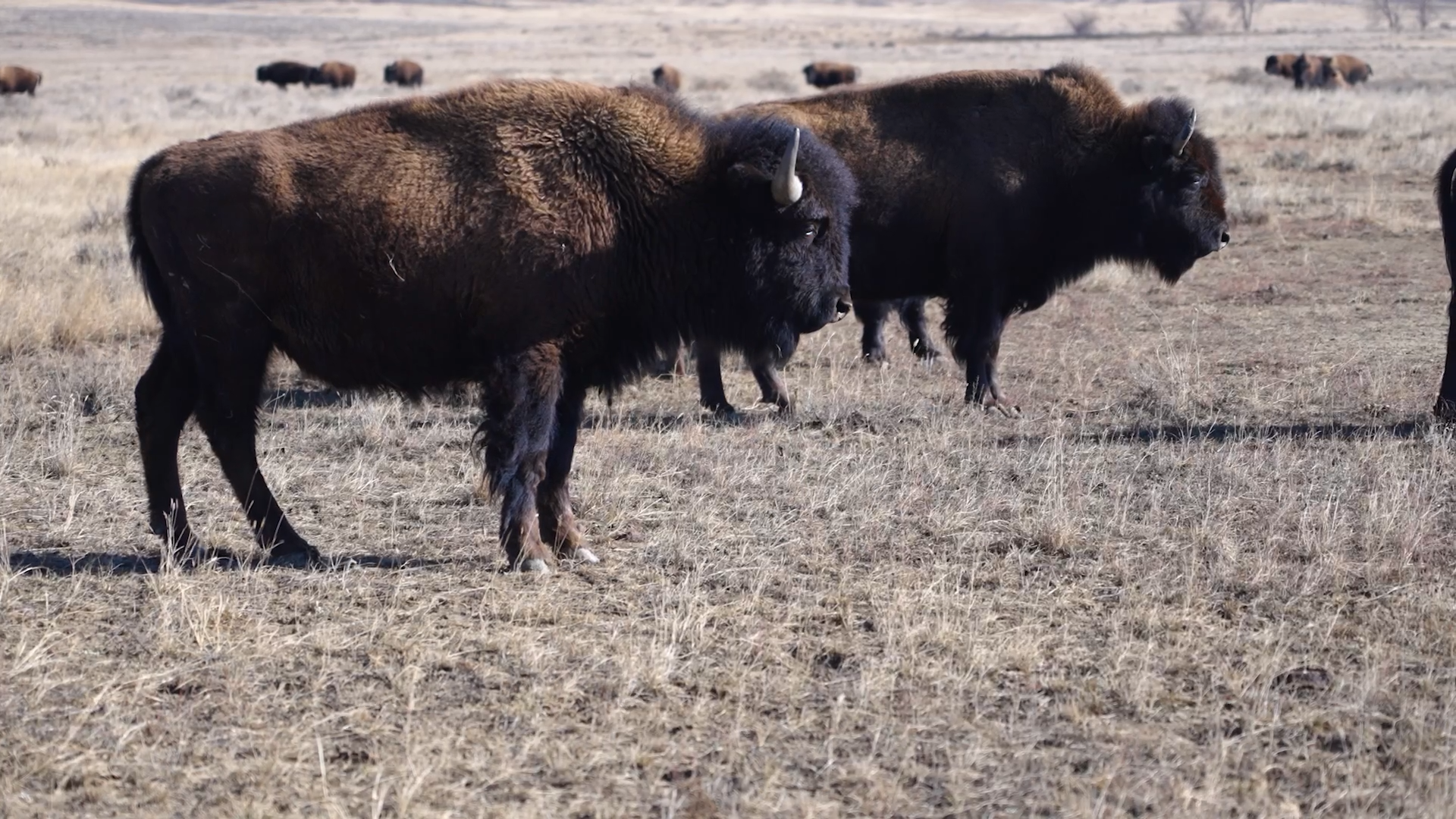 AMERICAN PRAIRIE BISON.png