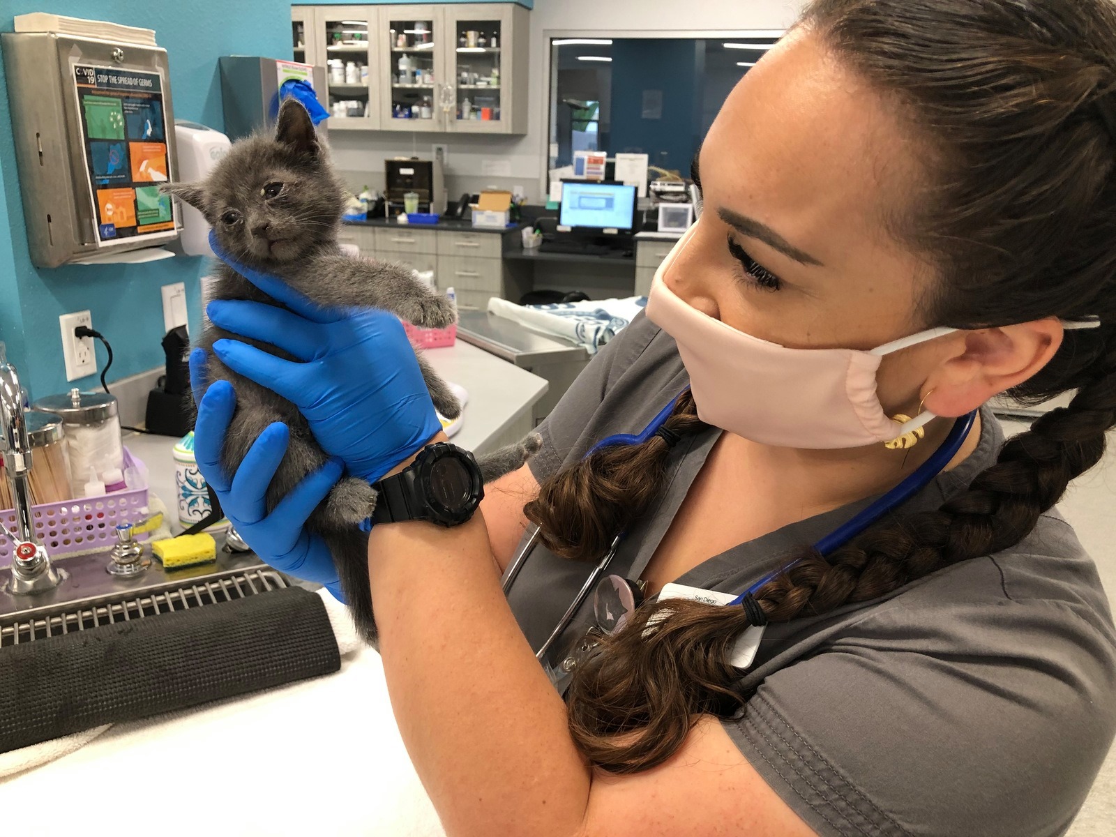 sdhs cats rescued 8_26_2020_3.jpg