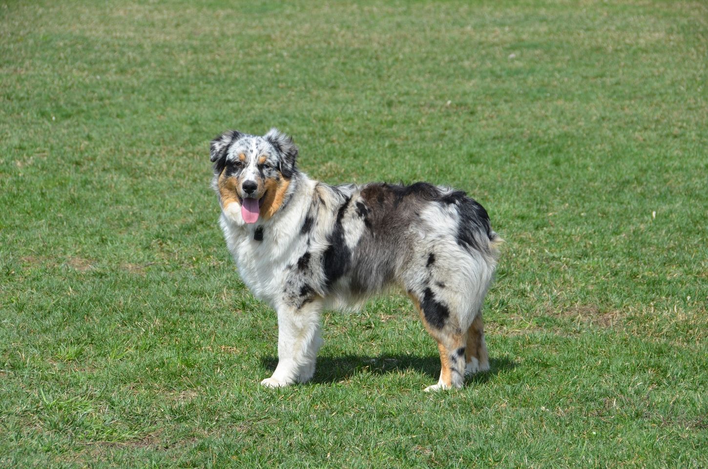 Northern Tail Dog Park