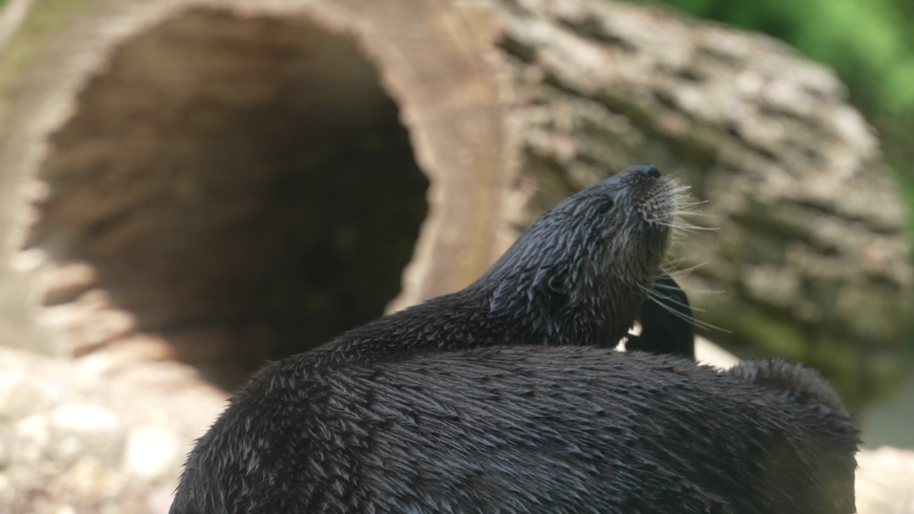 Otter at the Potter Park Zoo