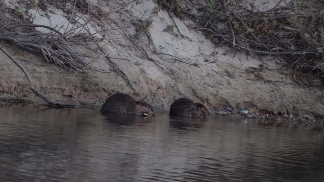 Beavers