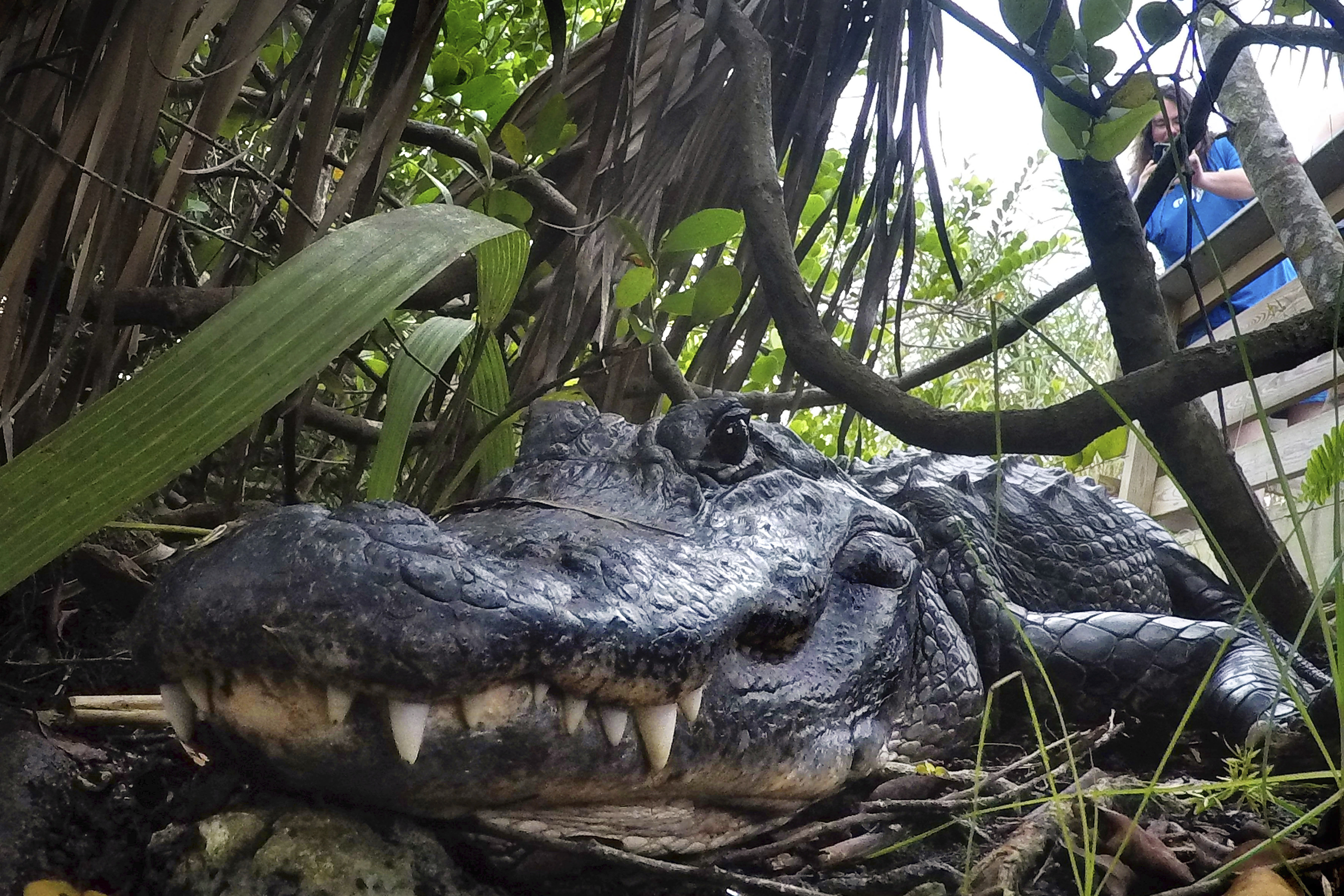 Study: Alligators can regrow their tails
