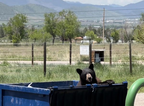 CPW Bear Picture 
