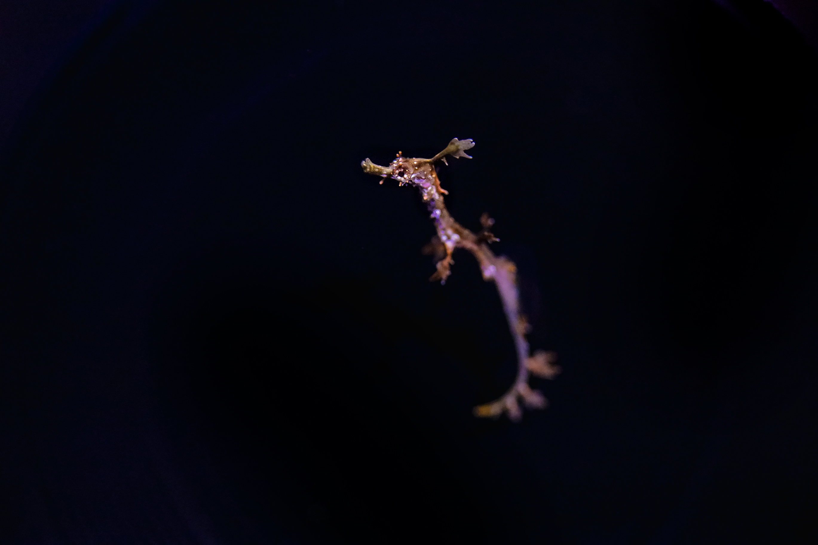 WeedySeadragon_2.13.2020-116.jpg