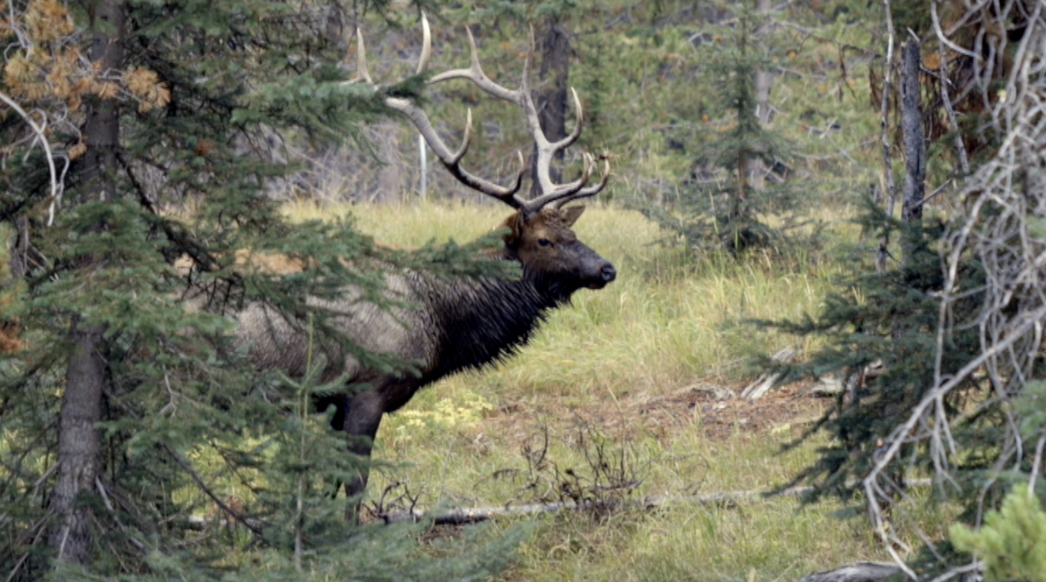 Elk