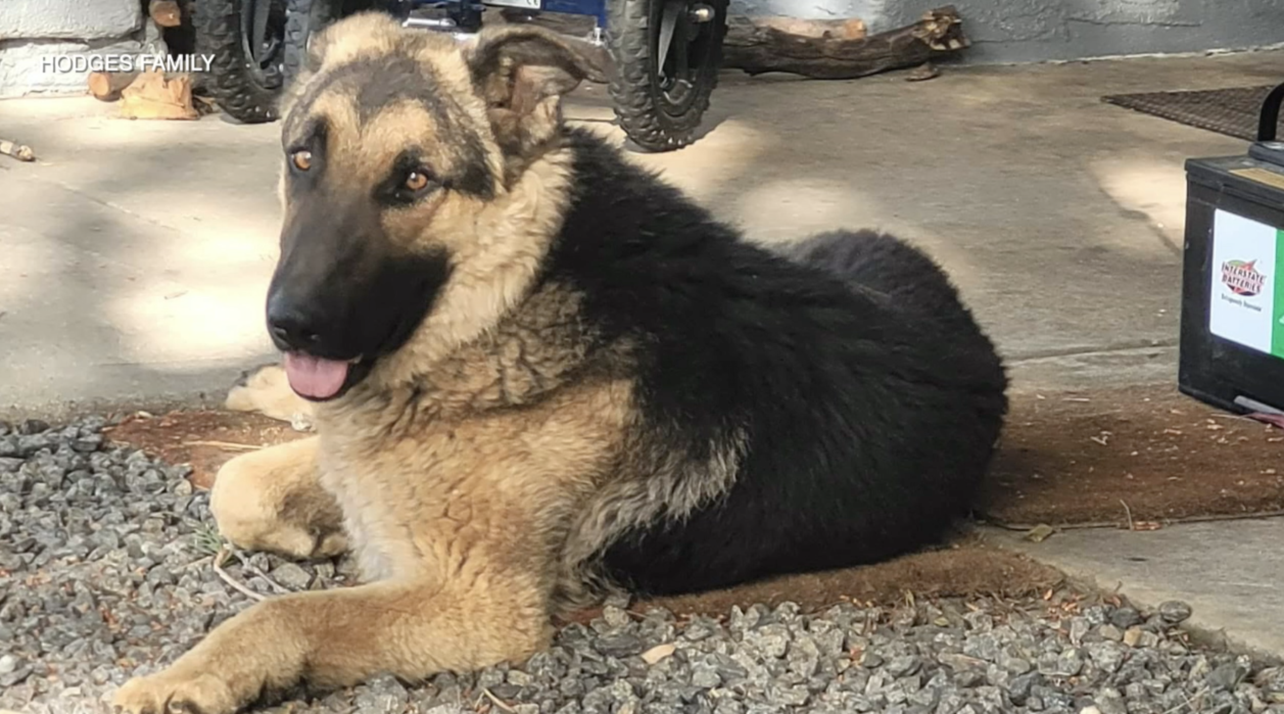 El Cajon Police K-9 handlers help dog in animal ER