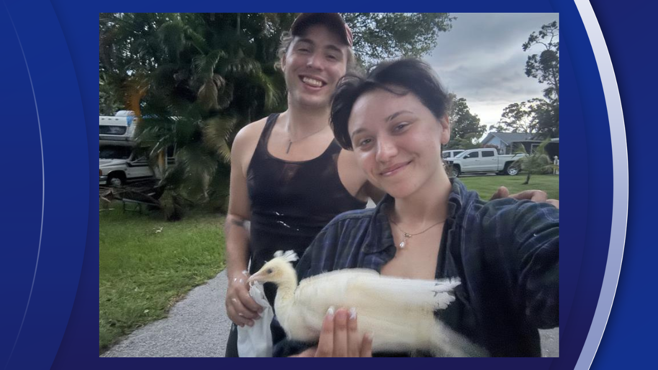 Clearwater woman hopes to keep her pet peacock after finding egg in front yard