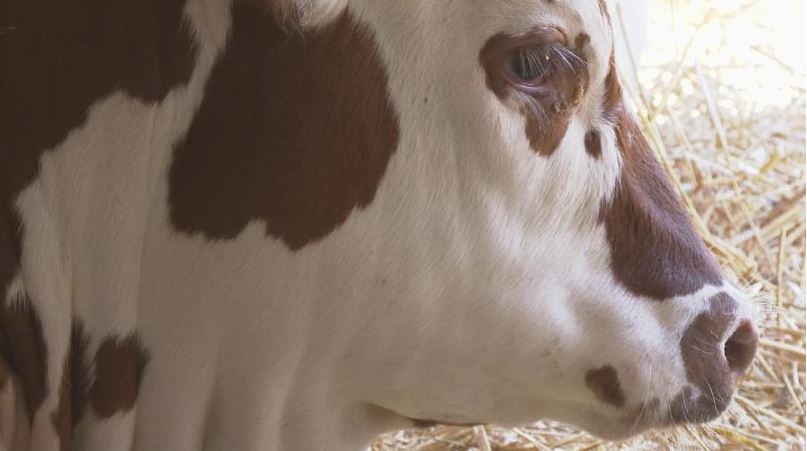 cow.JPG