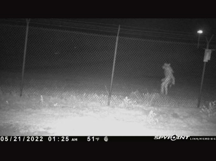 amarillo zoo chupacabra.jpeg
