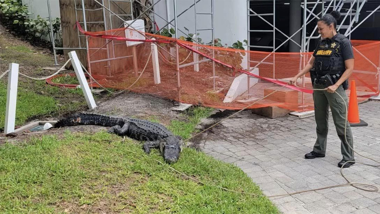 An alligator was removed from Sailfish Point in Martin County on Sept. 18, 2024.
