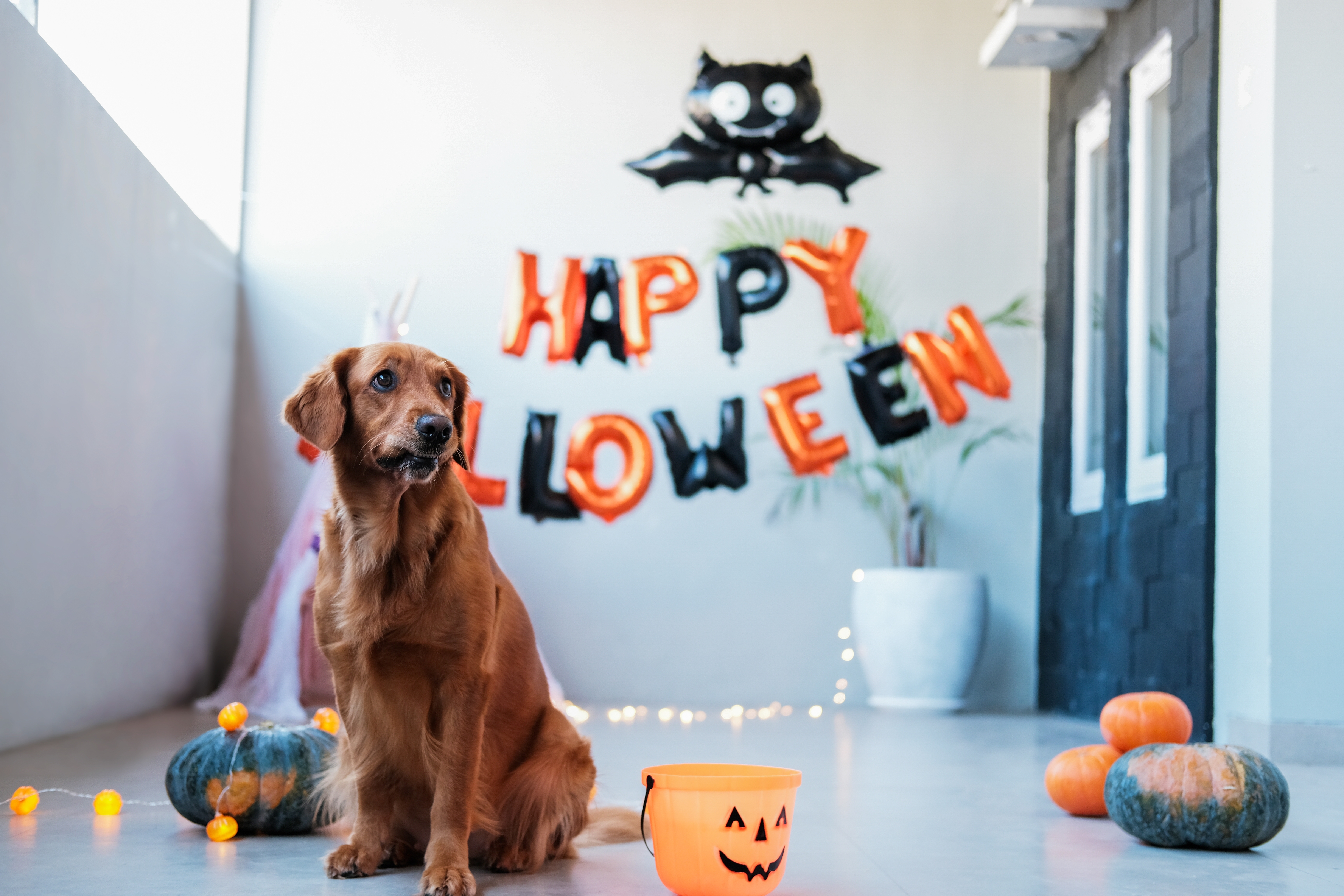 a dog on Halloween