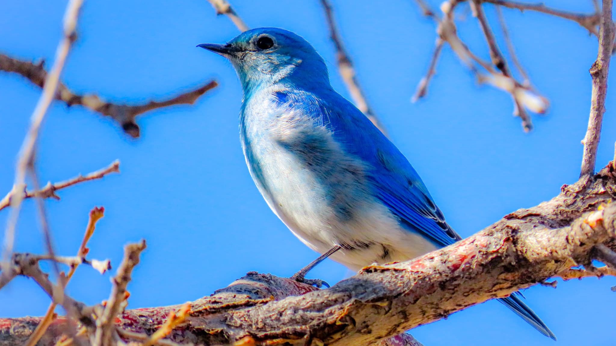 Carter Chavez bluebird