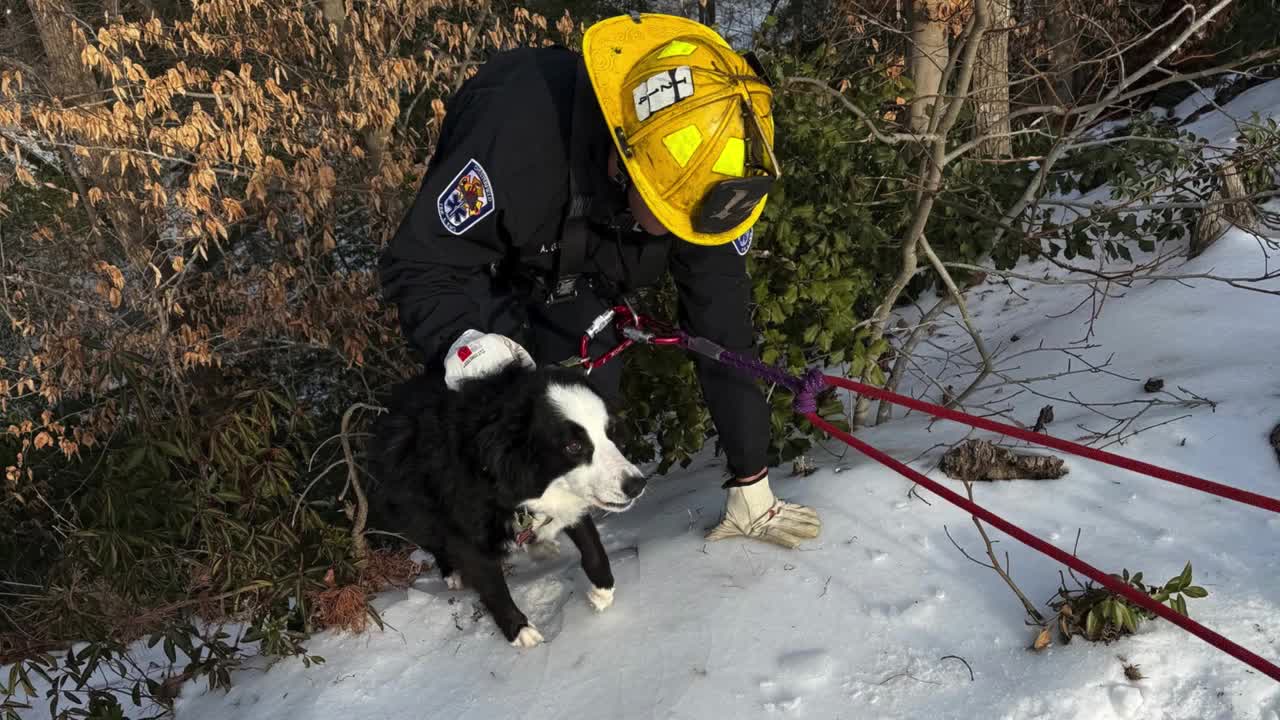 Chesterfield firefighters rescue dog from icy ravine