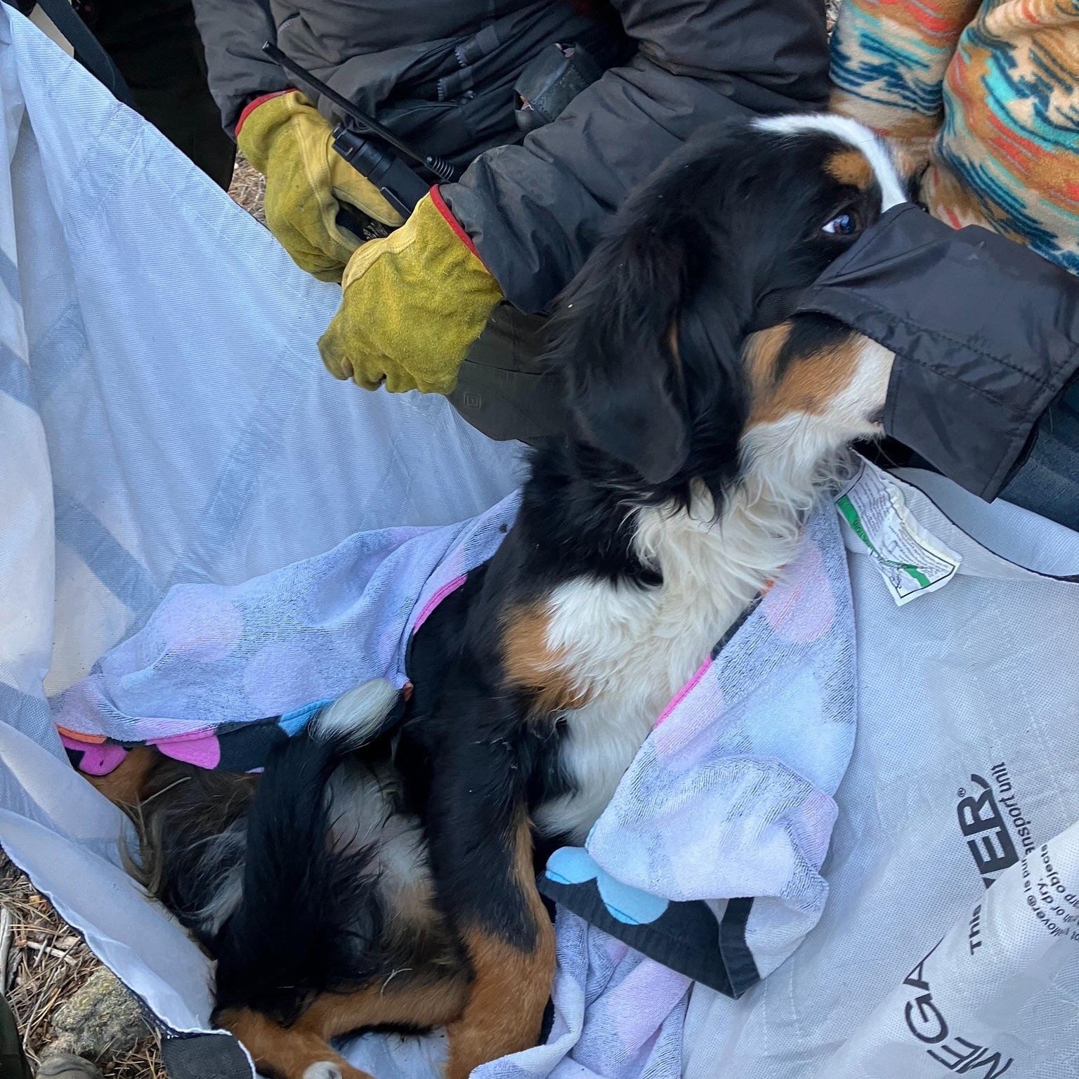 Dog missing for two months found by hiker in Jefferson County