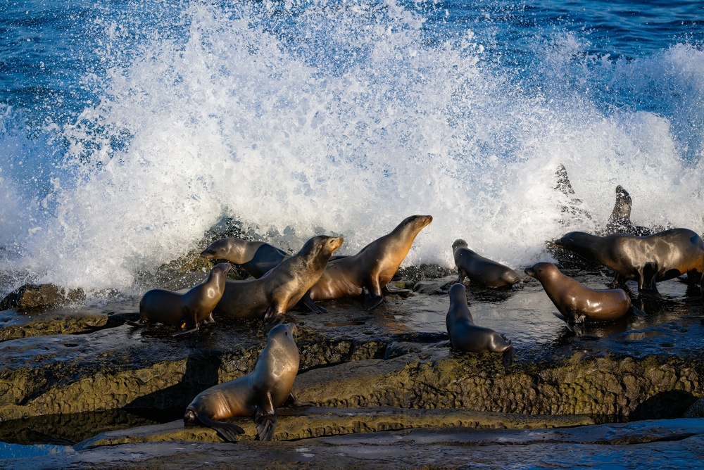Numerous,Sea,Lions,Sitting,On,The,Rocks,In,The,La