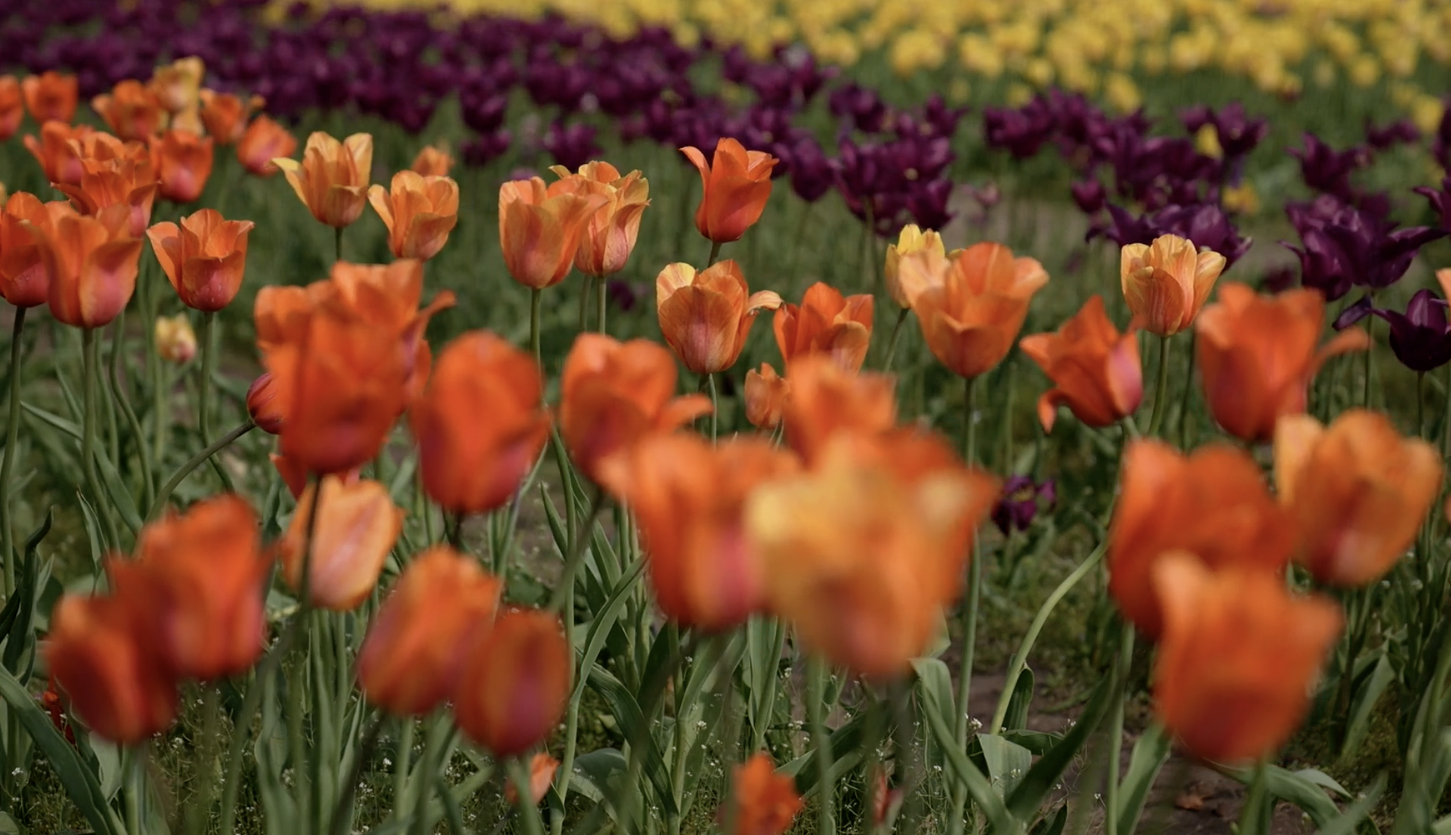 Tulip Time is the annual festival featuring more than 100,000 tulips planted throughout the community of Holland, Michigan.