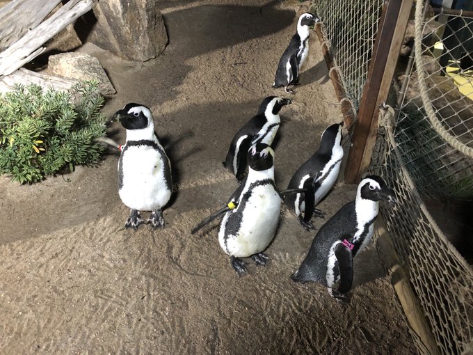 Cheyenne Mountain Zoo's conservation efforts; upcoming events 