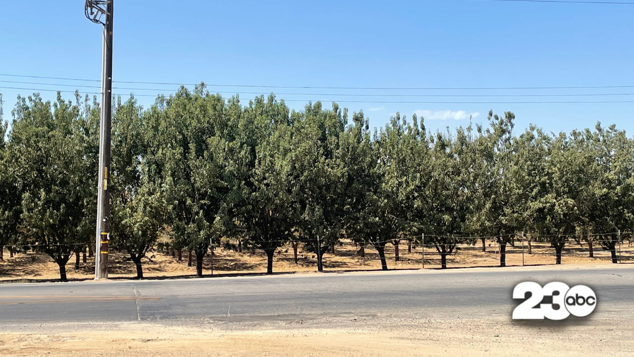 Almond Grove, Bakersfield (FILE)