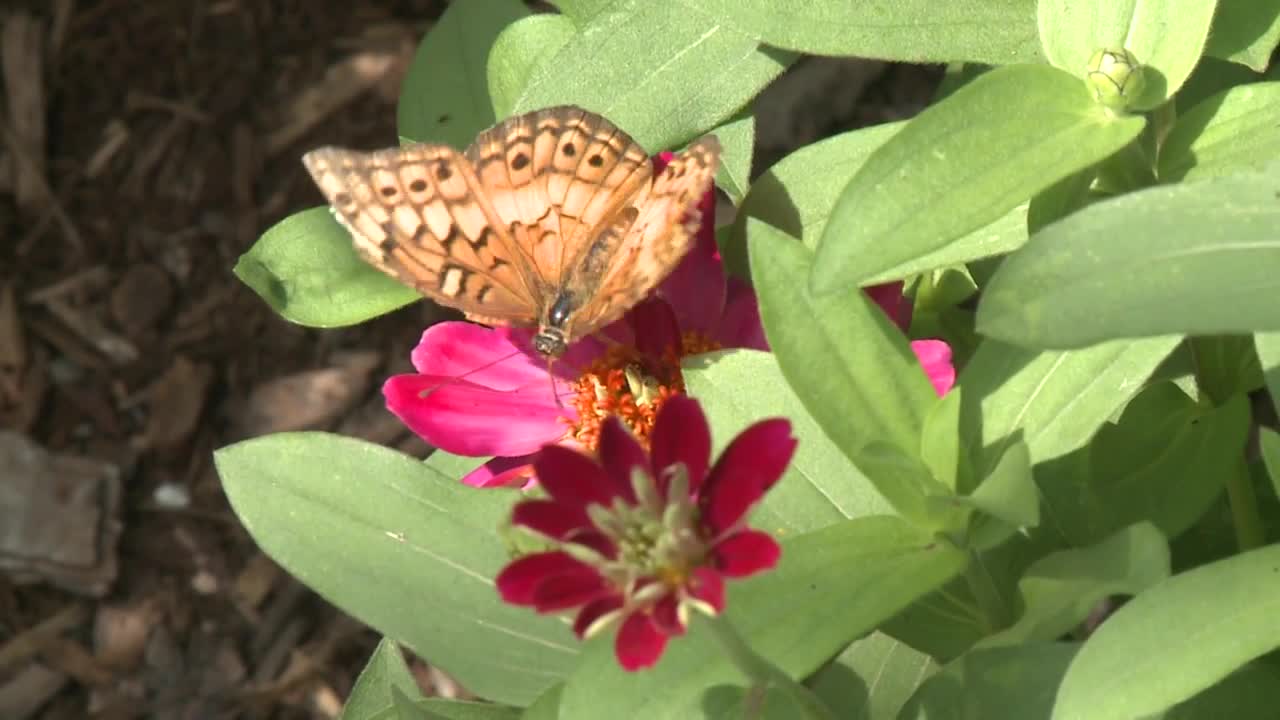 Norfolk Botanical Garden Butterfly Festival 2019 