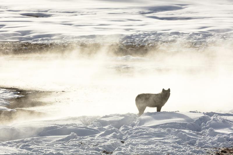 Hunters kill 20 Yellowstone wolves that roamed out of park - Vimarsana News
