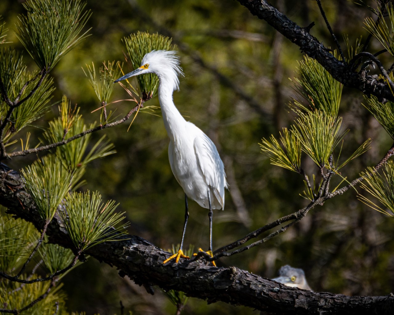 bird