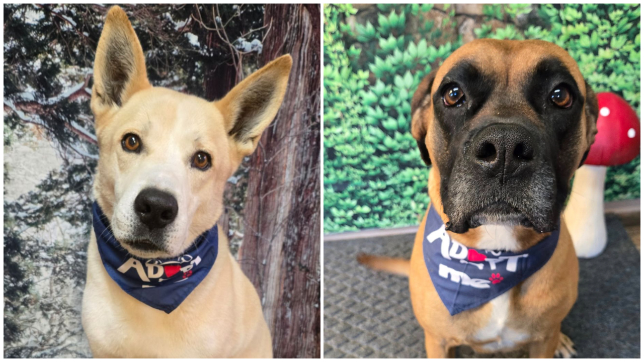 Bright Eyes Animal Shelter