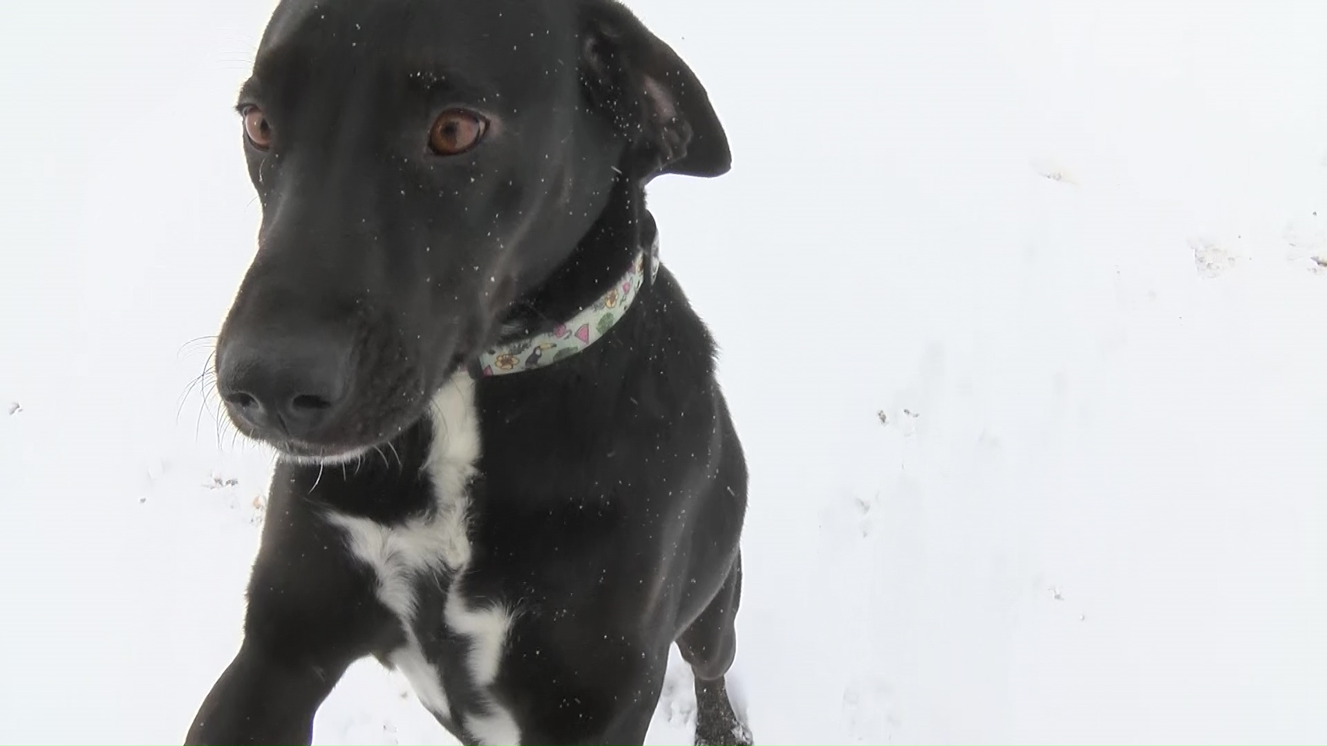 Weekly Wag: meet Mae