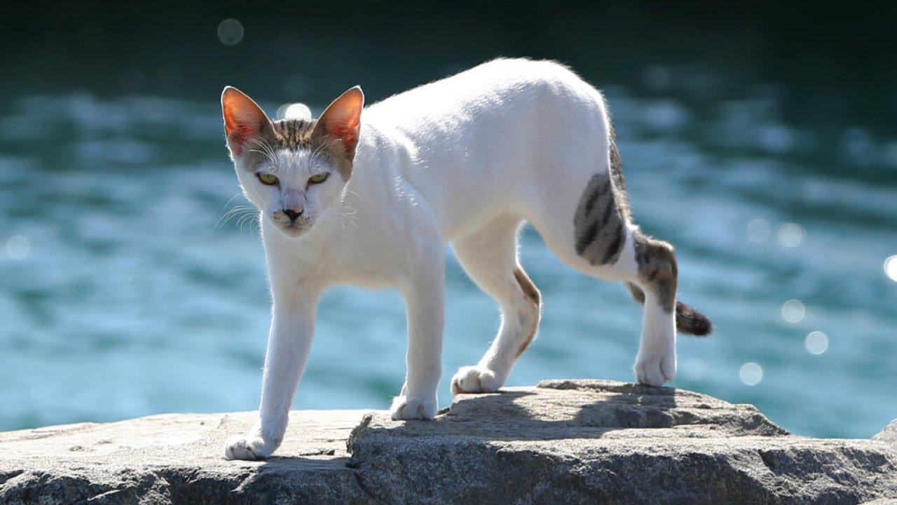 Stray cat