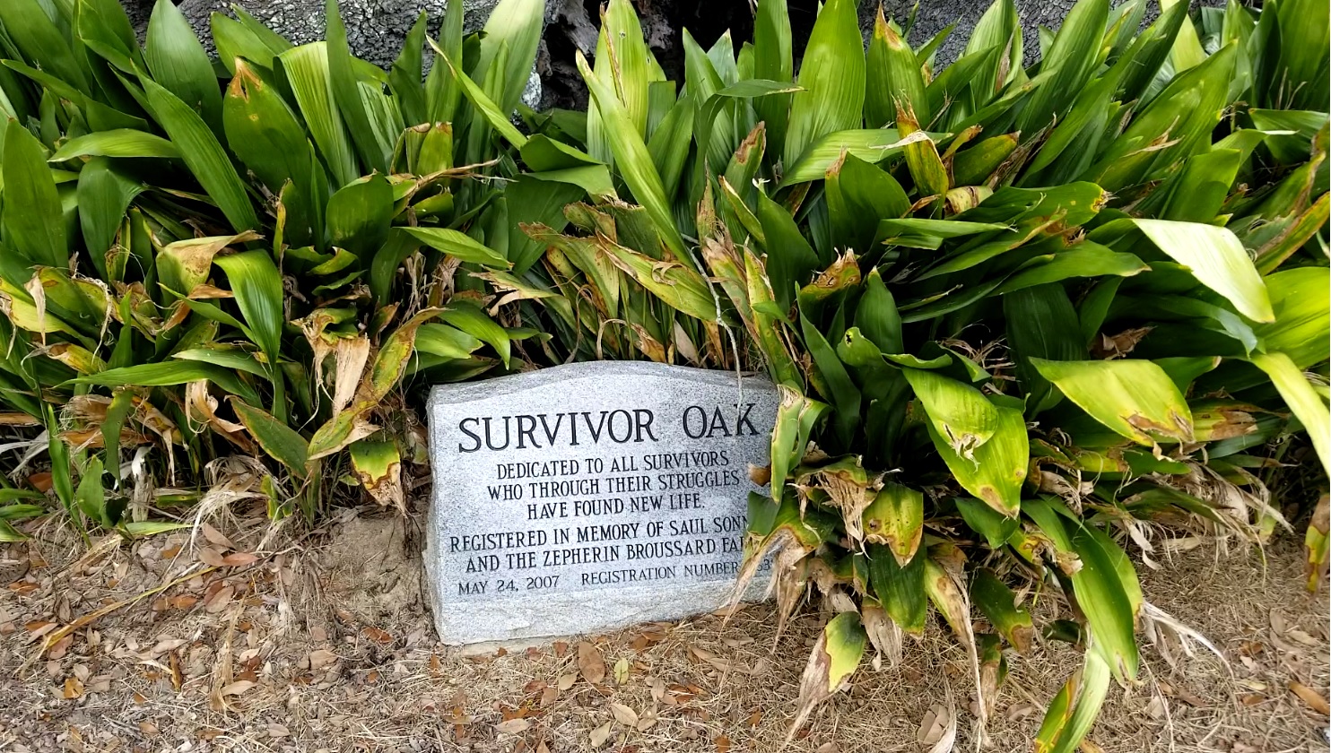 oak2.jpg