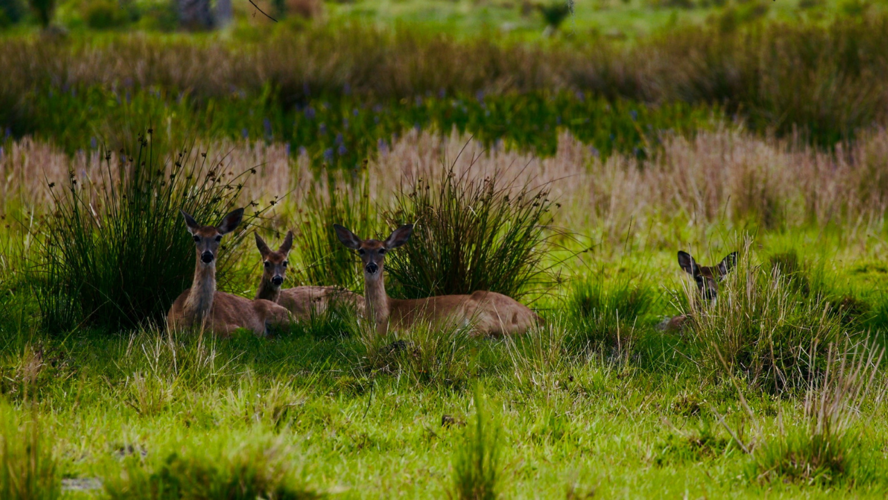 wildlife.png