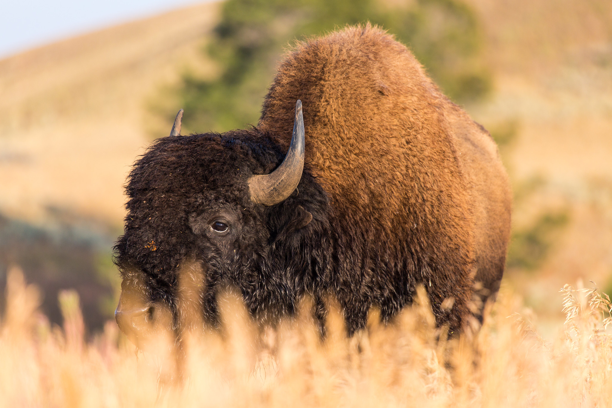 Bison 2.jpg