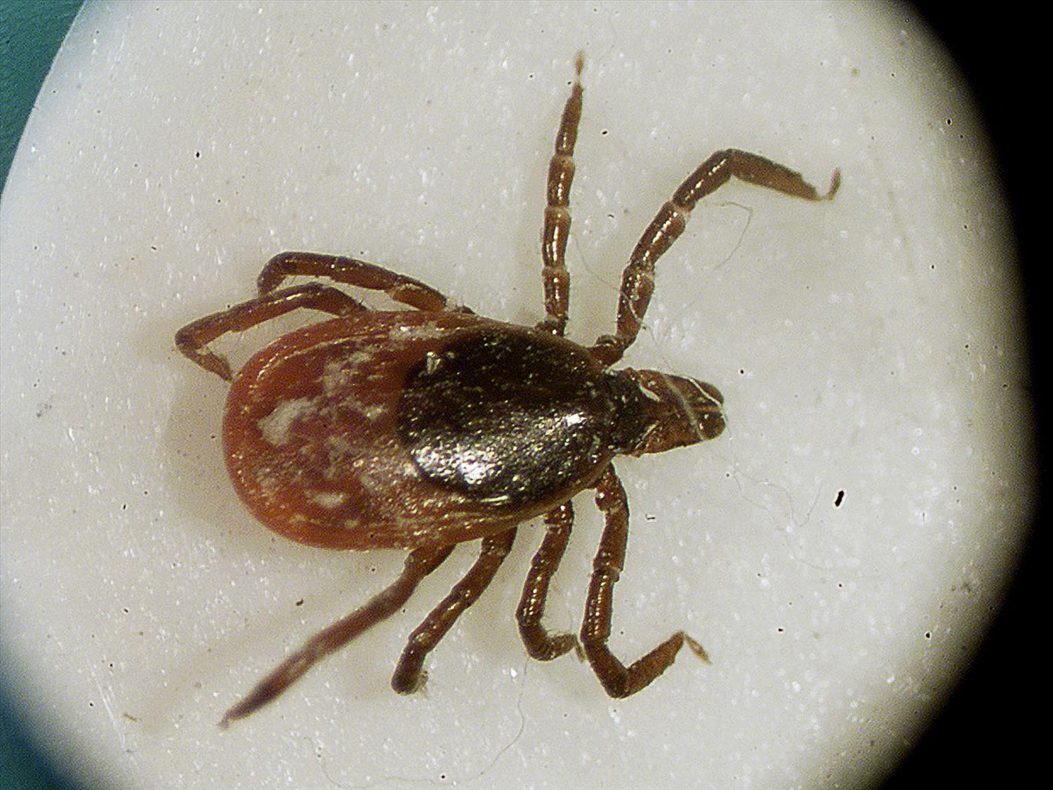 FEMALE BLACK LEGGED TICK