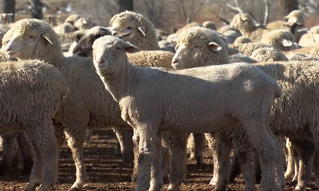 asheep.PNG
